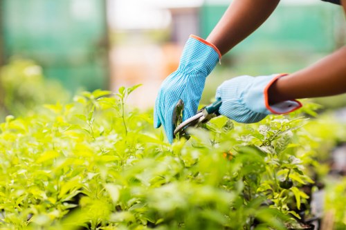 Various types of hedges being maintained in a garden